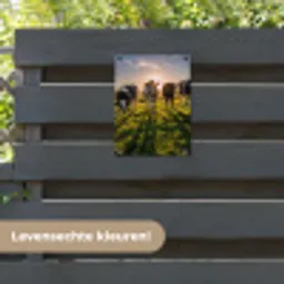 Koeien in de ochtendzon tuinposter los doek klein -sfeer3