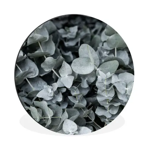 Natuur - Planten - Eucalyptus - Bladeren Wandcirkel aluminium klein -3d