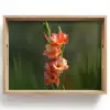 Bloem - Gladiolen - Zalmroze Dienblad Rechthoek middel -z3d_shopping