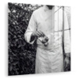 Tomaten - Chef - Zwart - Wit plexiglas 5mm klein -zzzproduct_nieuw