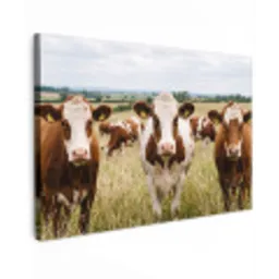 Koeien - Portret - Weide - Boerderij - Nieuwsgierig canvas 2cm klein -z3d