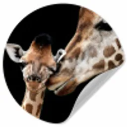 Giraffe - Dieren - Zwart - Portret - Dieren Wandcirkel behangsticker klein -3d