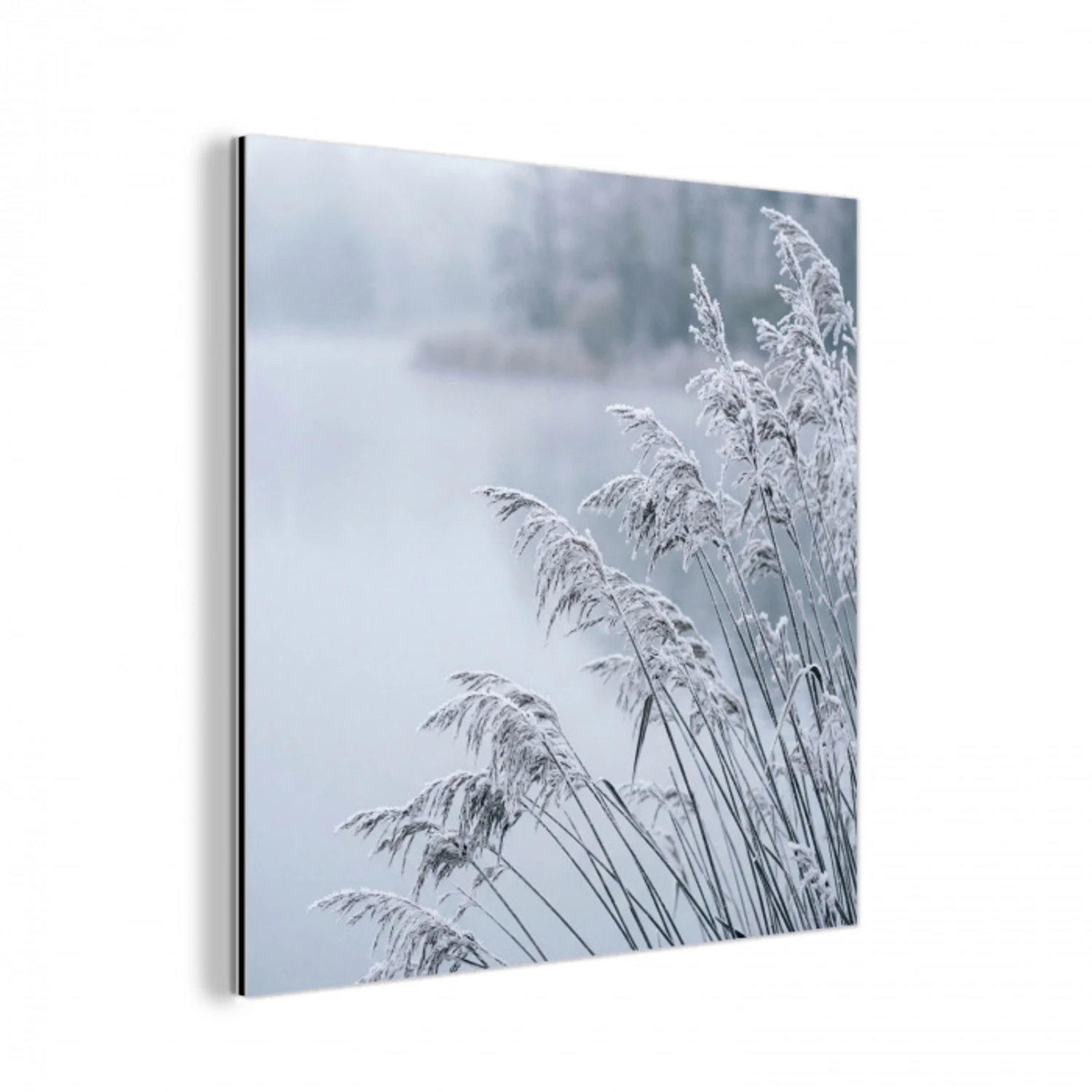 Riet - Bevroren - Winter - Natuur aluminium wit klein -3d