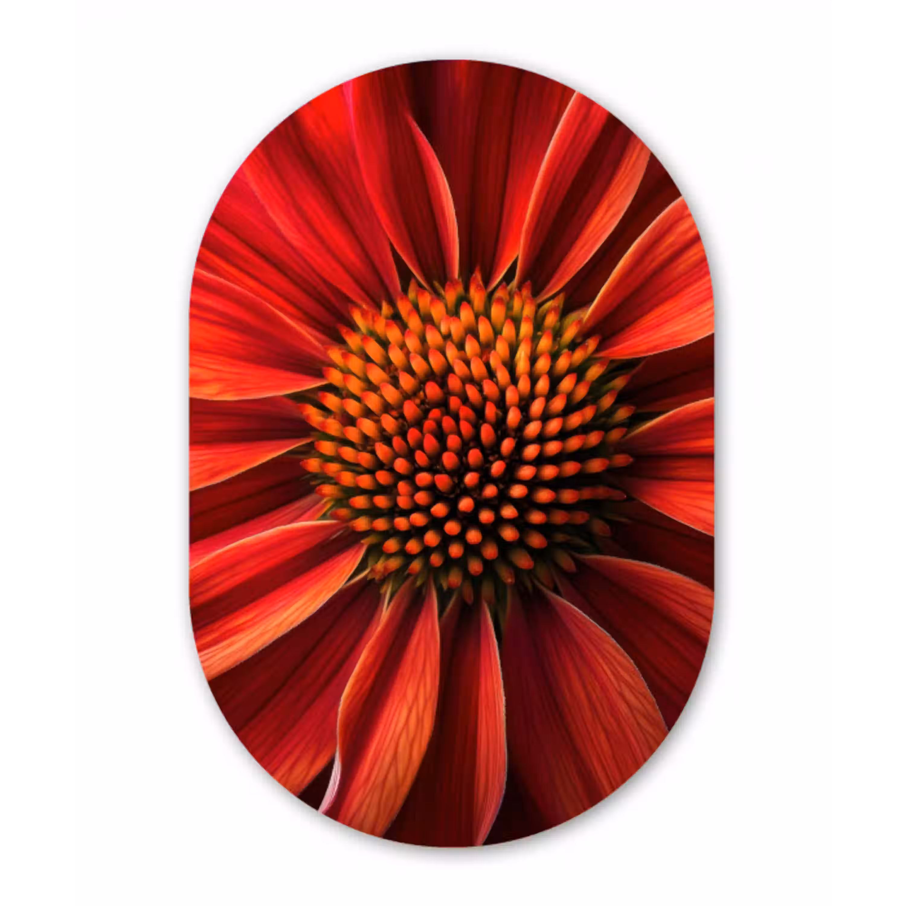 Close up - Bloem- Rood Wandcirkel Ovaal Glas middel -3d