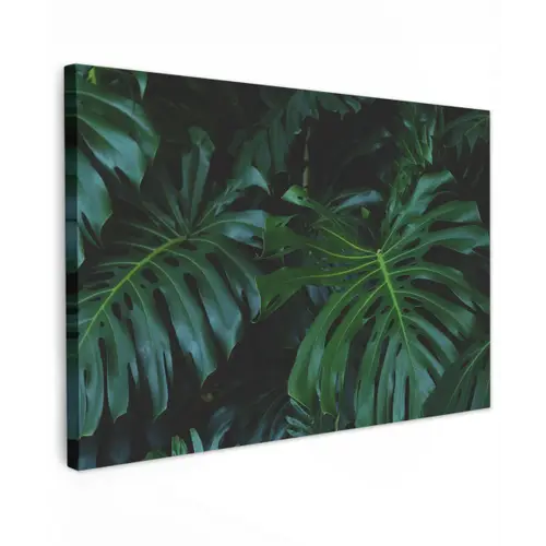 Monstera - Bladeren - Tropisch - Jungle canvas 2cm klein -z3d