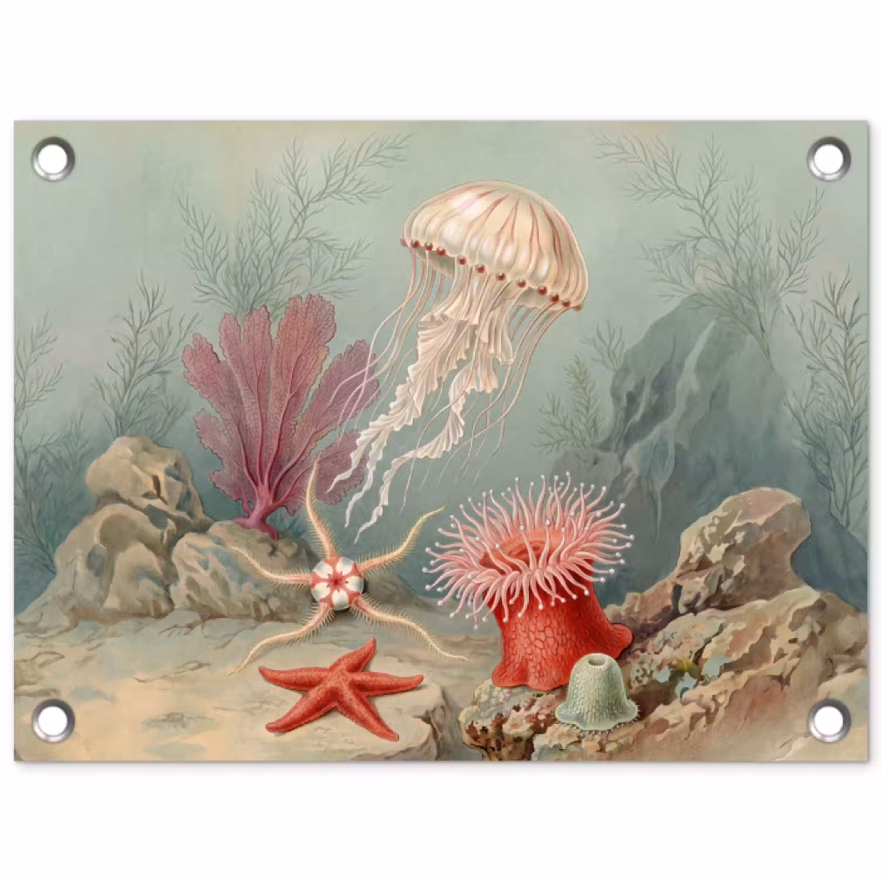 Zeeleven - Kwal - Onderwater - Illustratie - Beige tuinposter los doek klein -3d