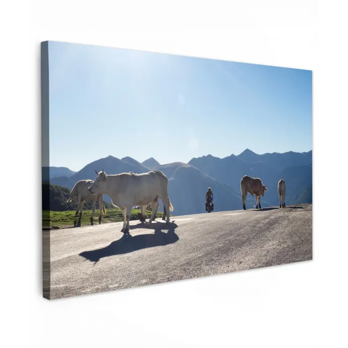 Schotse hooglander - Licht - Berg - Natuur Tuinposter op houten frame 2 cm dik klein -3d