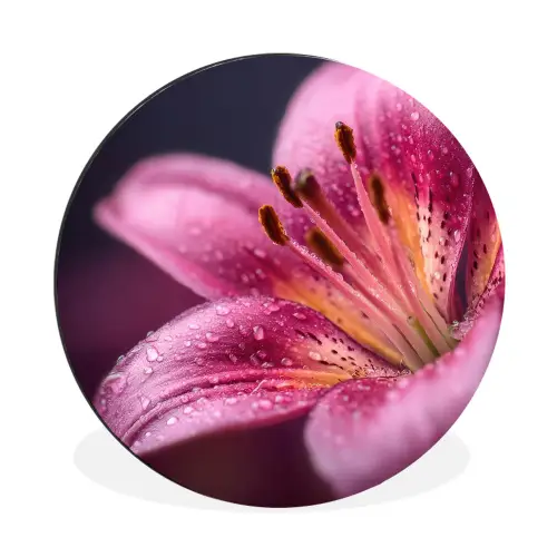 Roze - lelie - Dauwdruppels Wandcirkel aluminium klein -3d