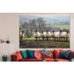 Schapen - Rij - Weide - Dieren - Platteland forex 5mm xxl -woonkamer
