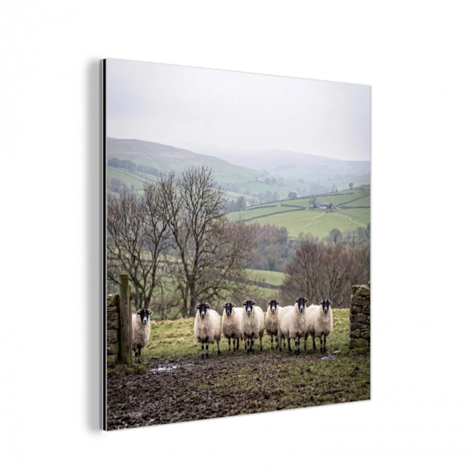 Schapen - Rij - Weide - Dieren - Platteland aluminium wit klein -3d