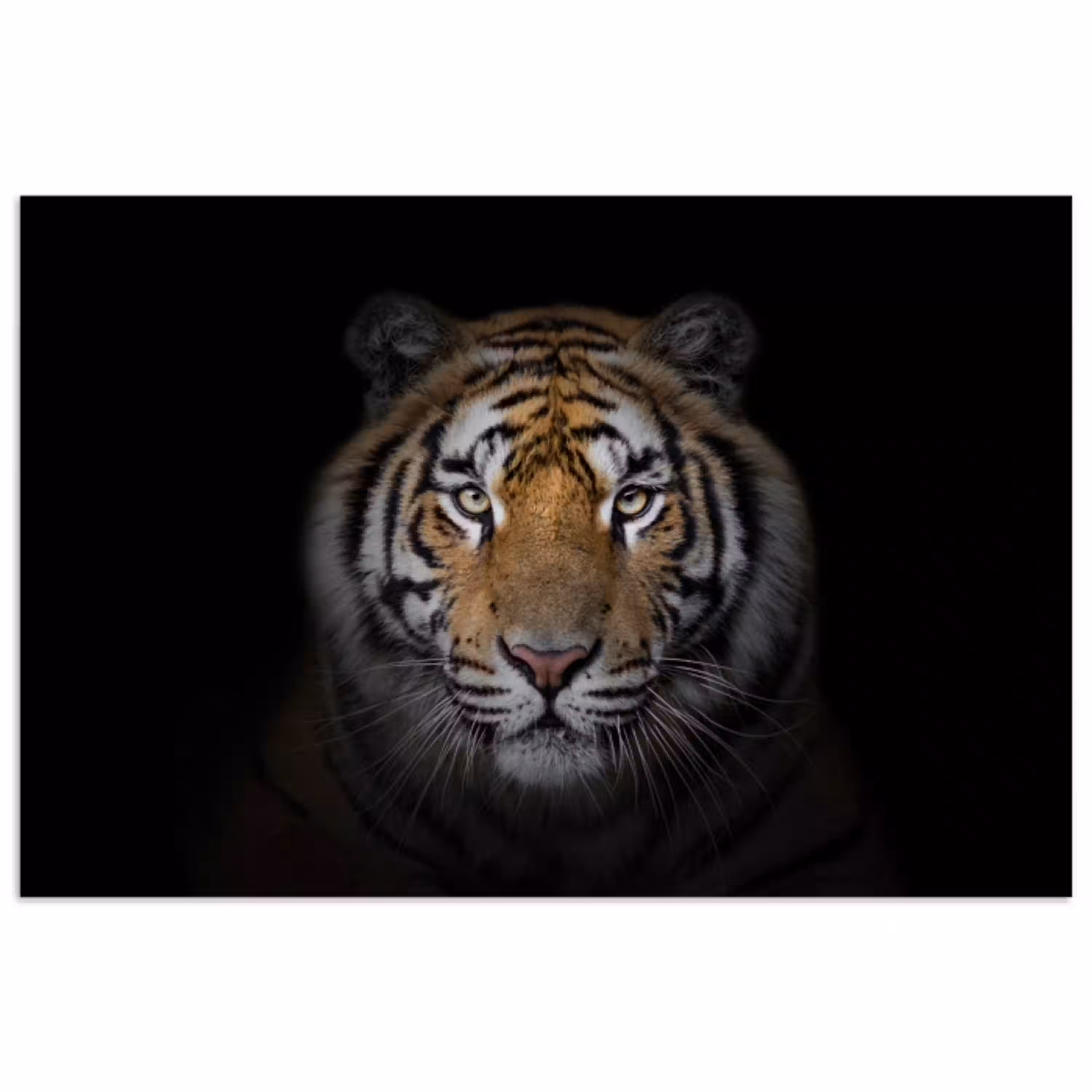 Tijger - Wilde dieren - Portret - Zwart - Dieren poster papier klein -3d