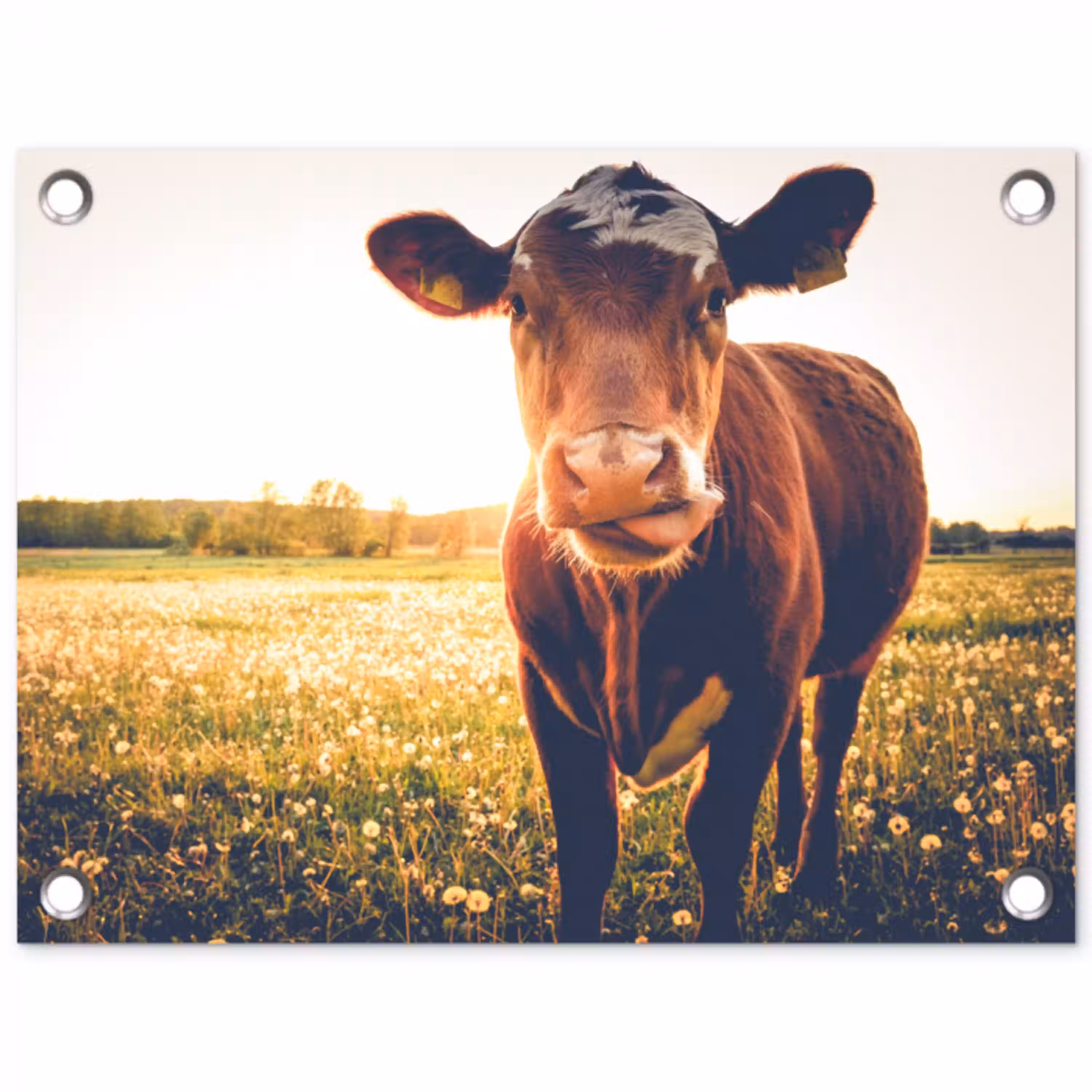Koe bij zonsondergang op een veld vol paardenbloemen tuinposter los doek klein -3d