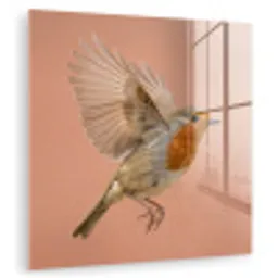 Roodborst - Natuur - Roze plexiglas 5mm klein -zzzproduct_nieuw