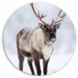 Rendier - Gewei - Toendra - Sneeuw - Wild Wandcirkel kunststof plaat 5mm dik klein -3d