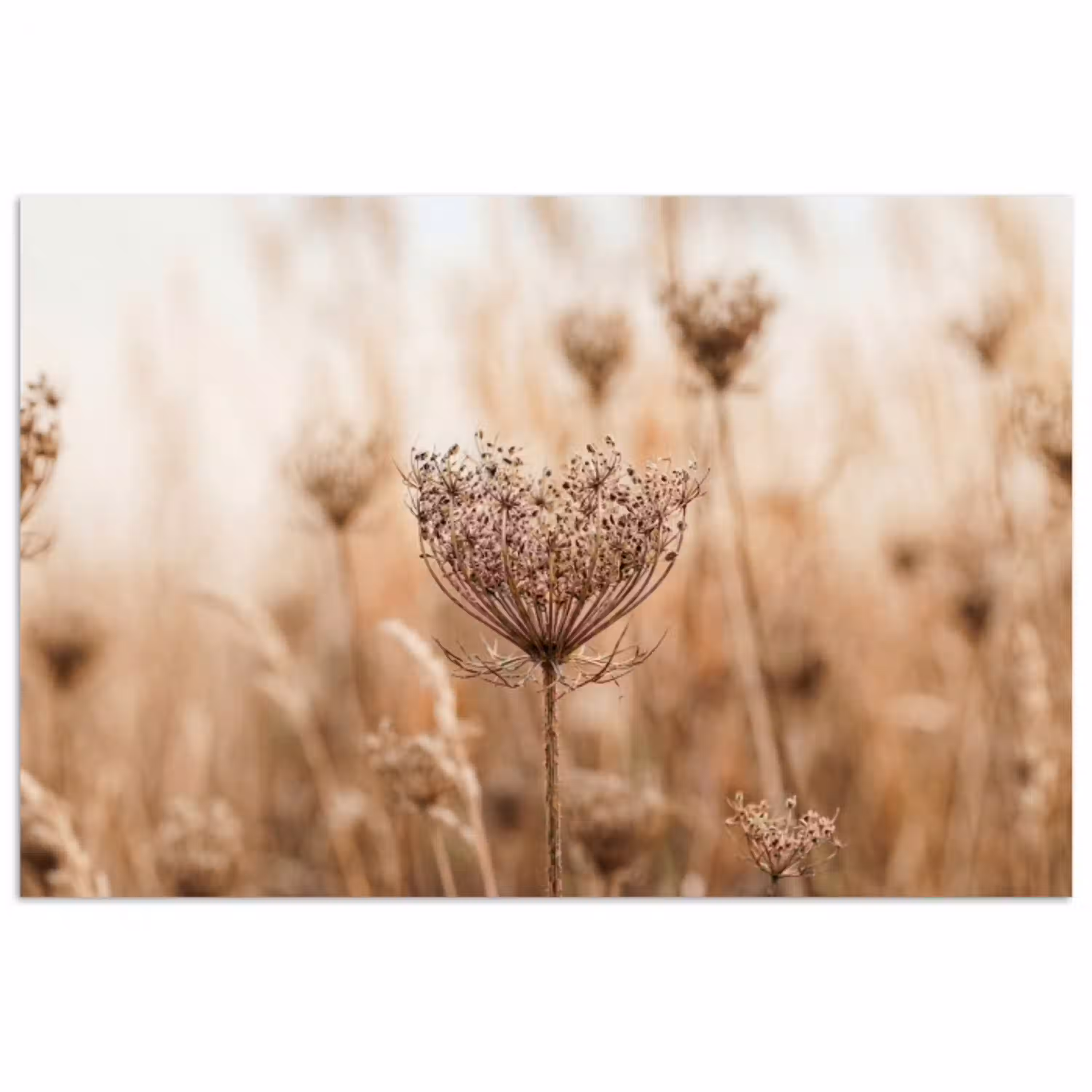Schermbloem - Droogbloem - Winter - Beige - Minimalistisch poster papier klein -3d