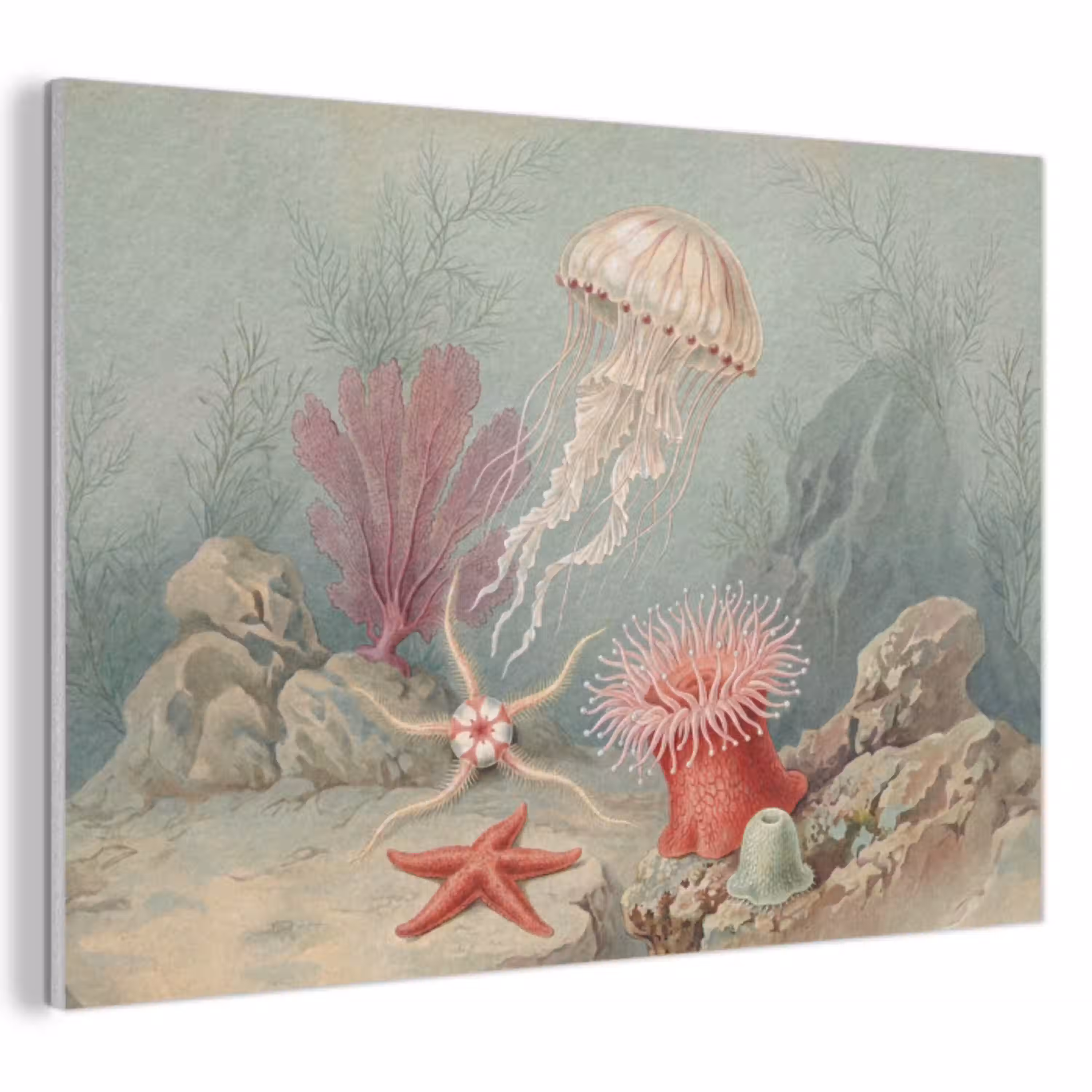 Zeeleven - Kwal - Onderwater - Illustratie - Beige PET vilt klein -3d