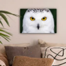 Sneeuwuil - Portret - Geel canvas 2cm klein -sfeer1
