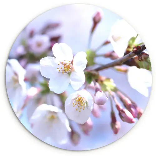Bloemen - Sakura - Tak - Bloesem takken Wandcirkel kunststof plaat 5mm dik klein -3d