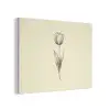 Illustratie - Tulp - Zwart PET vilt klein -3d