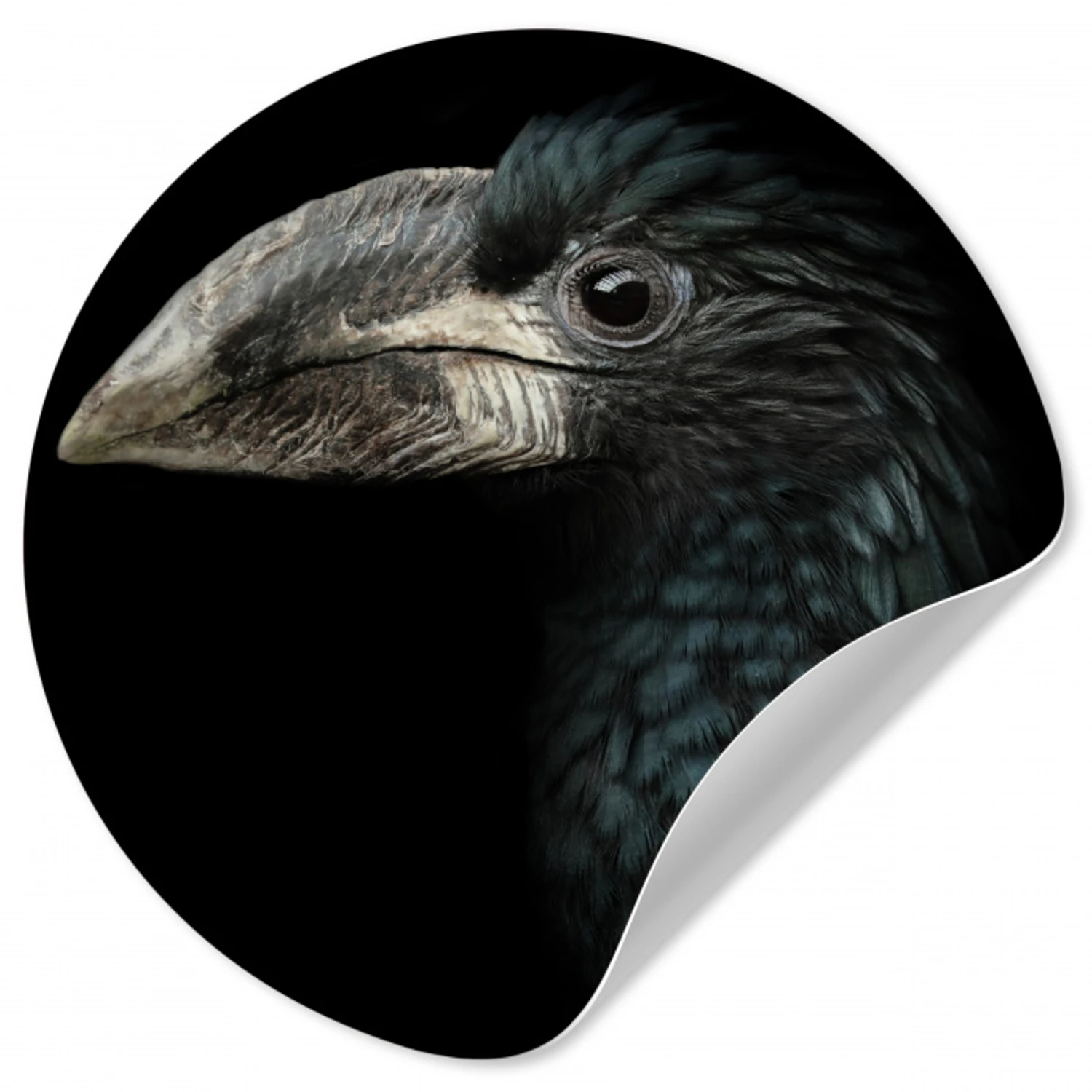 Vogel - Portret - Neushoornvogel - Zwart - Dieren Wandcirkel behangsticker klein -3d