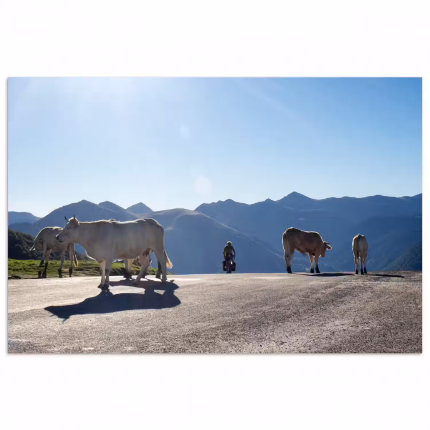 Poster - Schottische Highlander - Licht - Berge - Natur