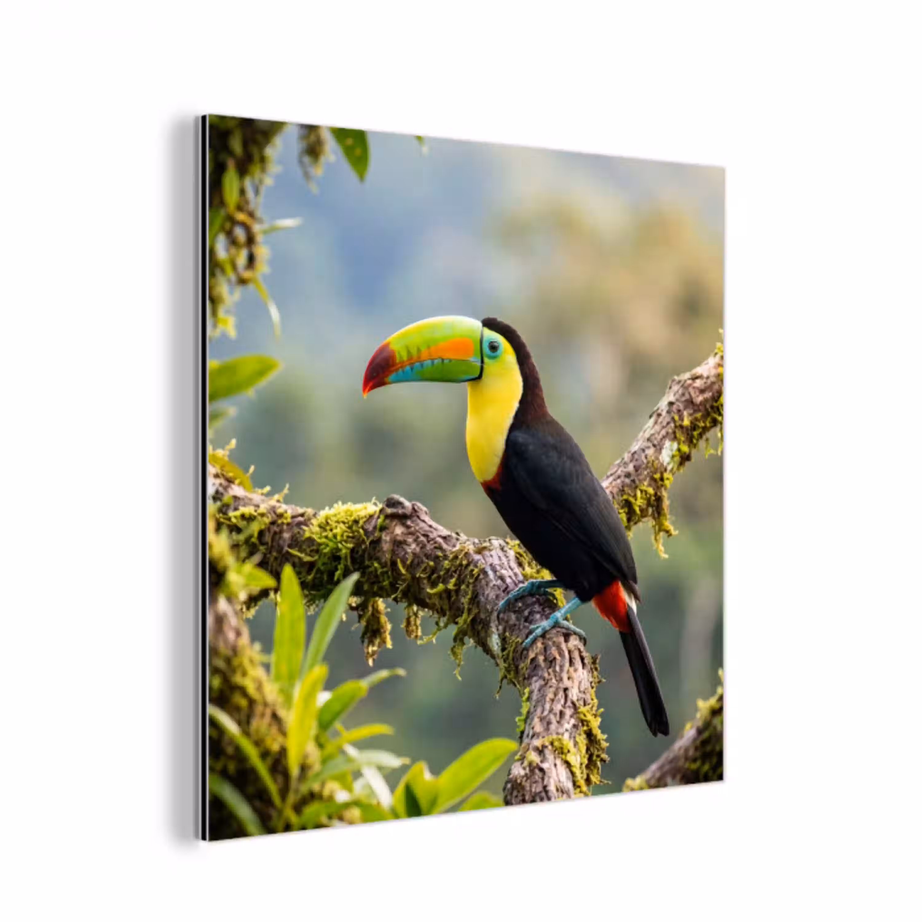 Toekan - Jungle - Natuur - Kleurrijk aluminium wit klein -3d