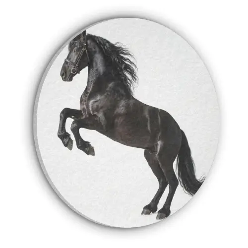 Zwart - Paard - Portret Akoestische PET Vilt - Rond klein -3d