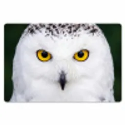 Sneeuwuil - Portret - Geel Placemat vinyl groot -zzsfeer1_Kitchenyeah-website