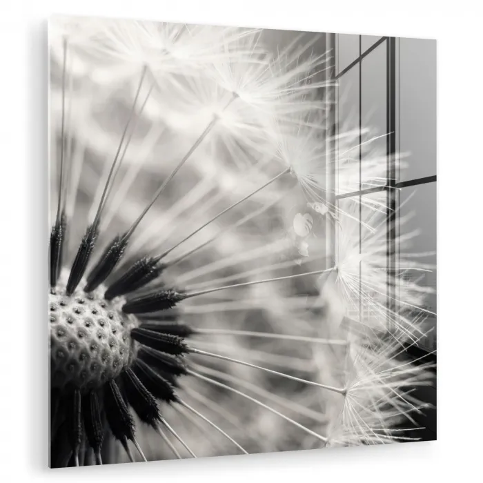 Paardenbloem - Zwart - Wit plexiglas 5mm klein -zzzproduct_nieuw