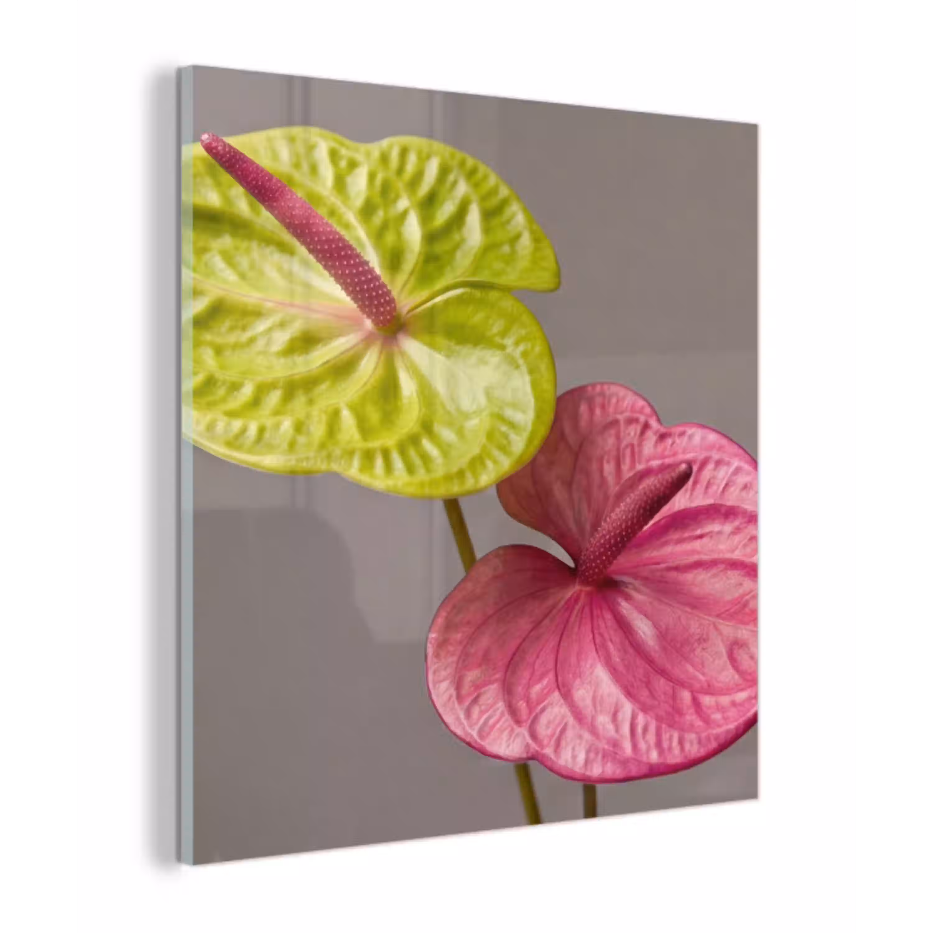 Planten - Anthurium - Groen - Roze plexiglas 5mm klein -z3d