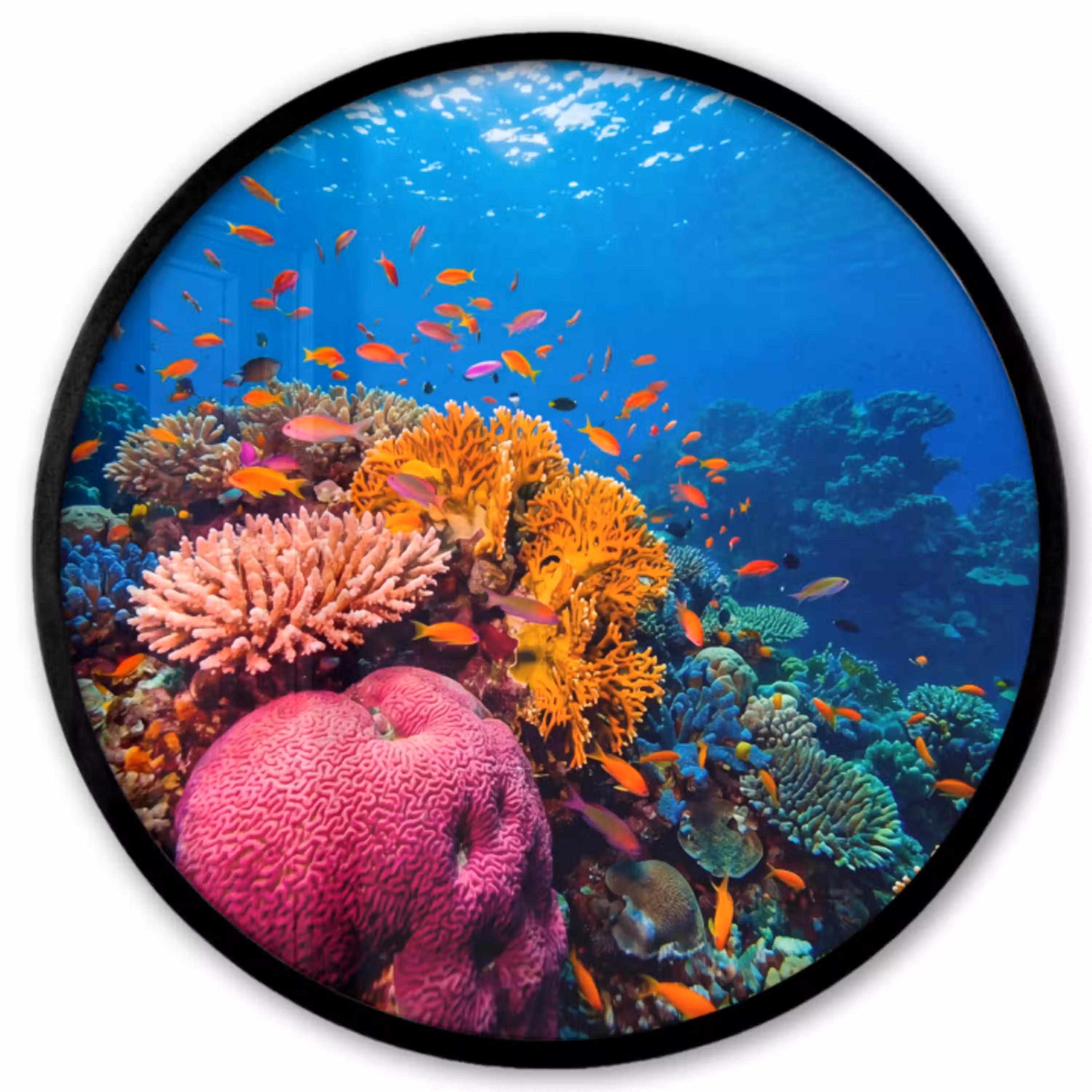 Koraal - Vissen - Oceaan - Natuur - Kleurrijk Fotolijst rond zonder passe partout klein -3d