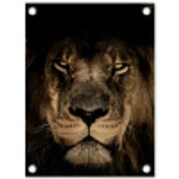 Leeuw in het schaduwlicht tuinposter los doek klein -3d