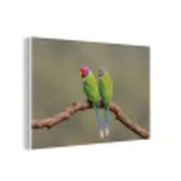 Papagaai - Tak - Natuur - Kleurrijk forex 5mm xxl -3d