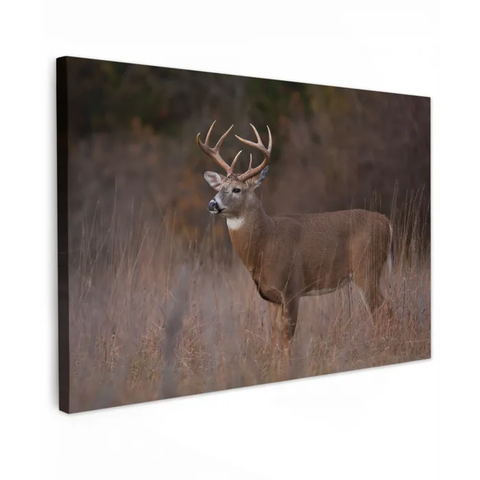 Herfst - Hert - Gras - Natuur - Dieren canvas 2cm klein -z3d