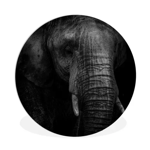 Olifant - Dier - Portret Wandcirkel kunststof plaat 5mm dik klein -3d