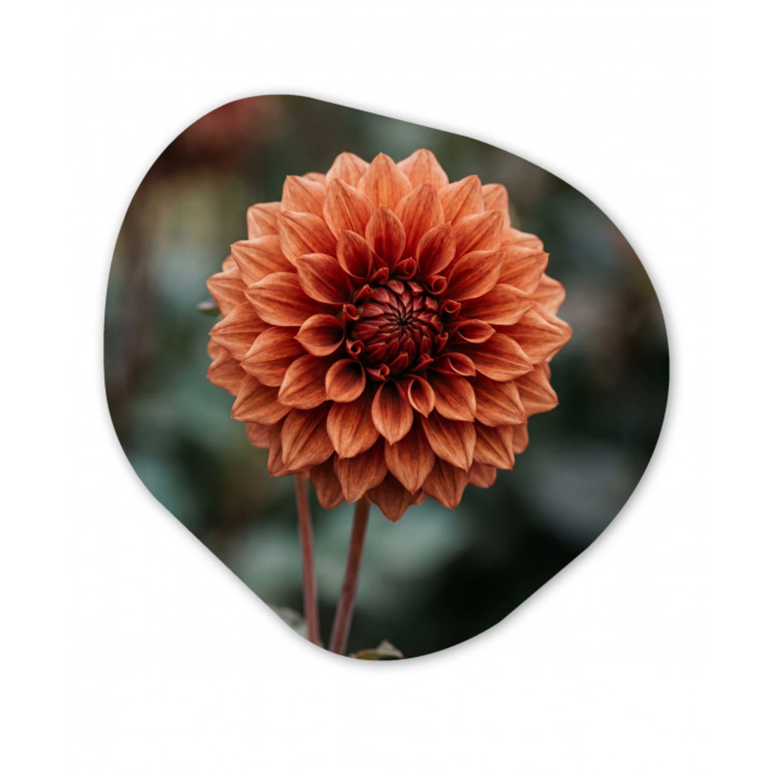 Dahlia - Bloem - Natuur - Sfeervol Wandcirkel Organisch Aluminium middel -3d