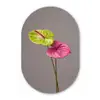 Planten - Anthurium - Groen - Roze Wandcirkel Ovaal Forex klein -3d