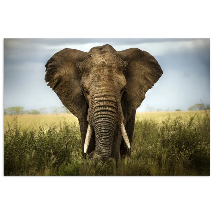 Olifant - Natuur - Gras - Dieren - Landschap poster papier klein -3d