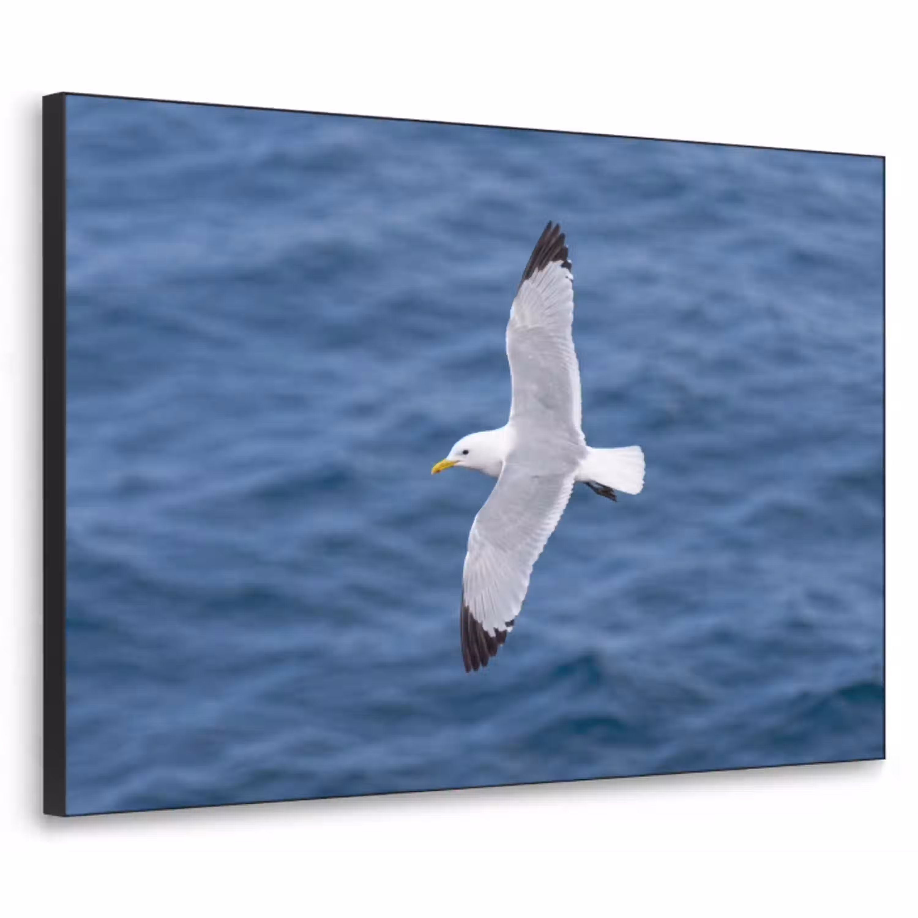 Zeemeeuw - Oceaan - Blauw Textielframe zwart klein -3d