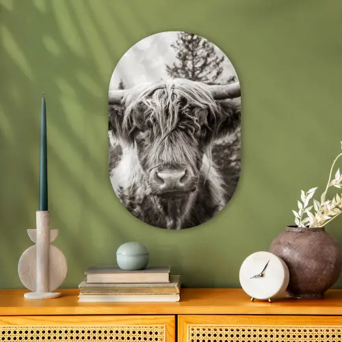 Schotse hooglander - Koe - Dieren - Zwart - Wit Wandcirkel Ovaal Forex klein -sfeer2