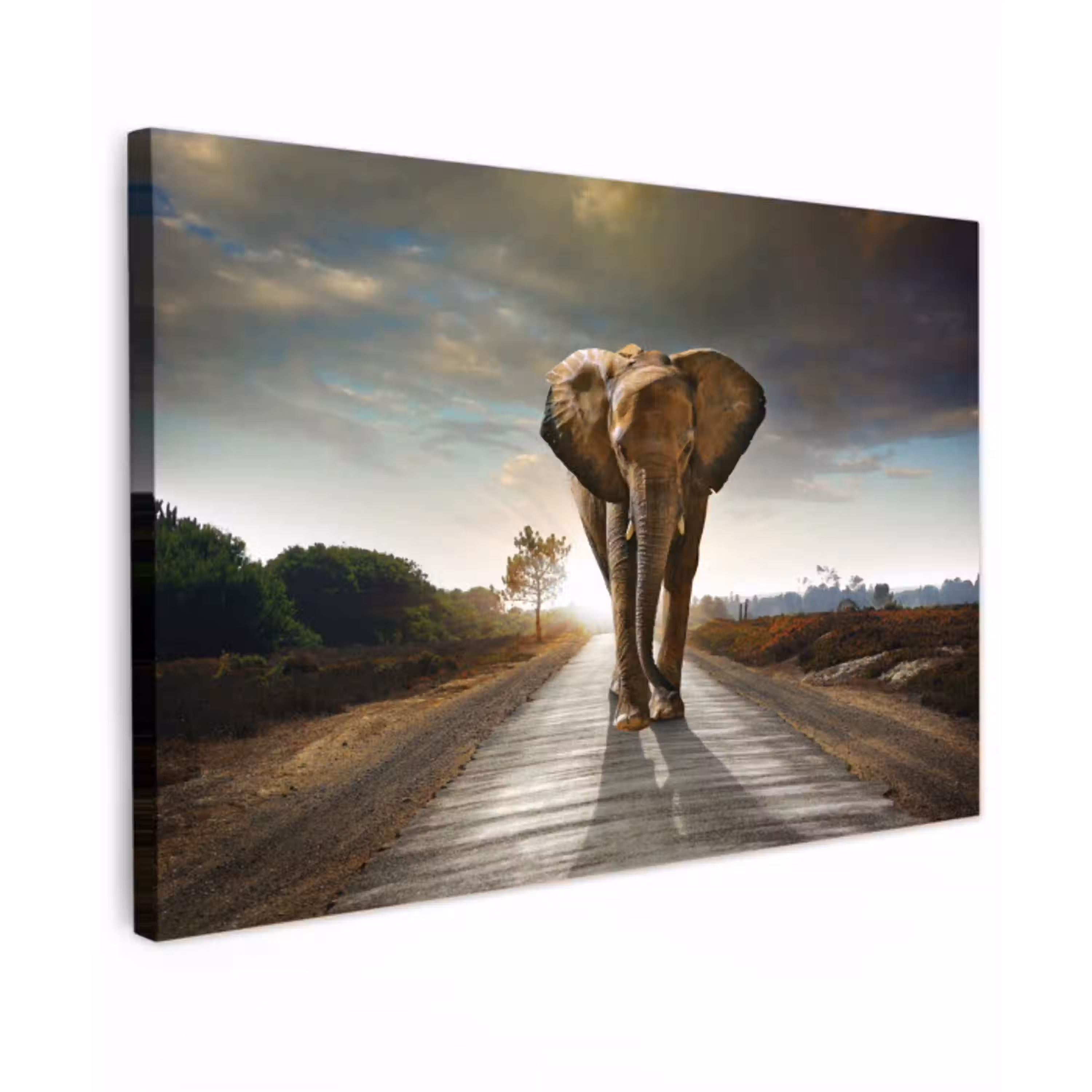 Olifant - Weg - Dieren - Zonsondergang - Landschap Tuinposter op houten frame 2 cm dik klein -3d