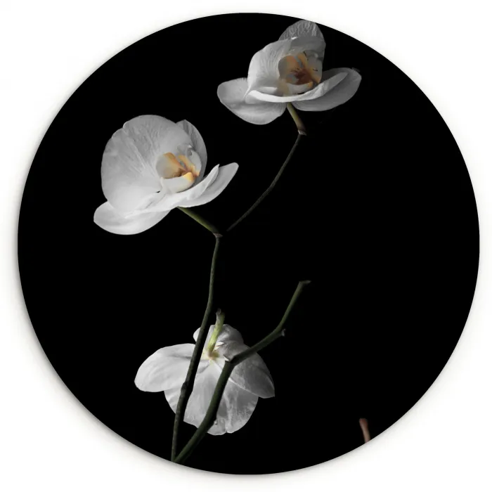 Orchidee - Bloemen - Zwart - Wit - Stilleven Wandcirkel kunststof plaat 5mm dik klein -3d