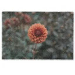 Dahlia - Bloem - Natuur - Sfeervol Deurmat klein -zkaufland3d