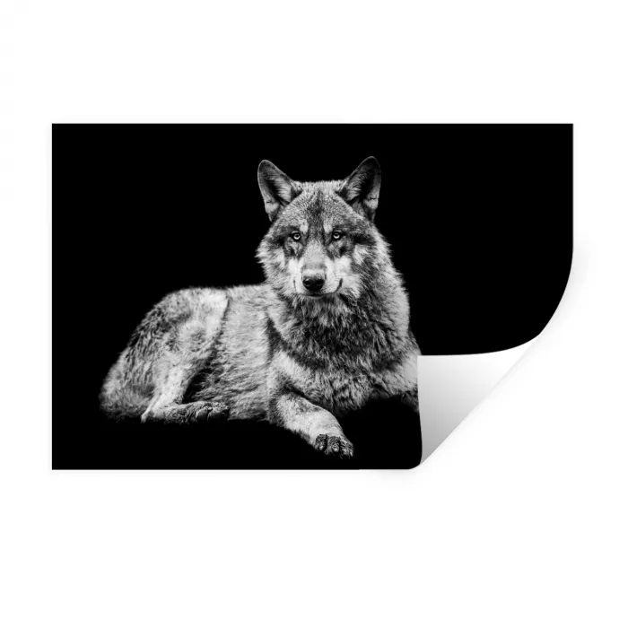 Wilde dieren - Wolf - Zwart - Wit Muursticker klein -3d