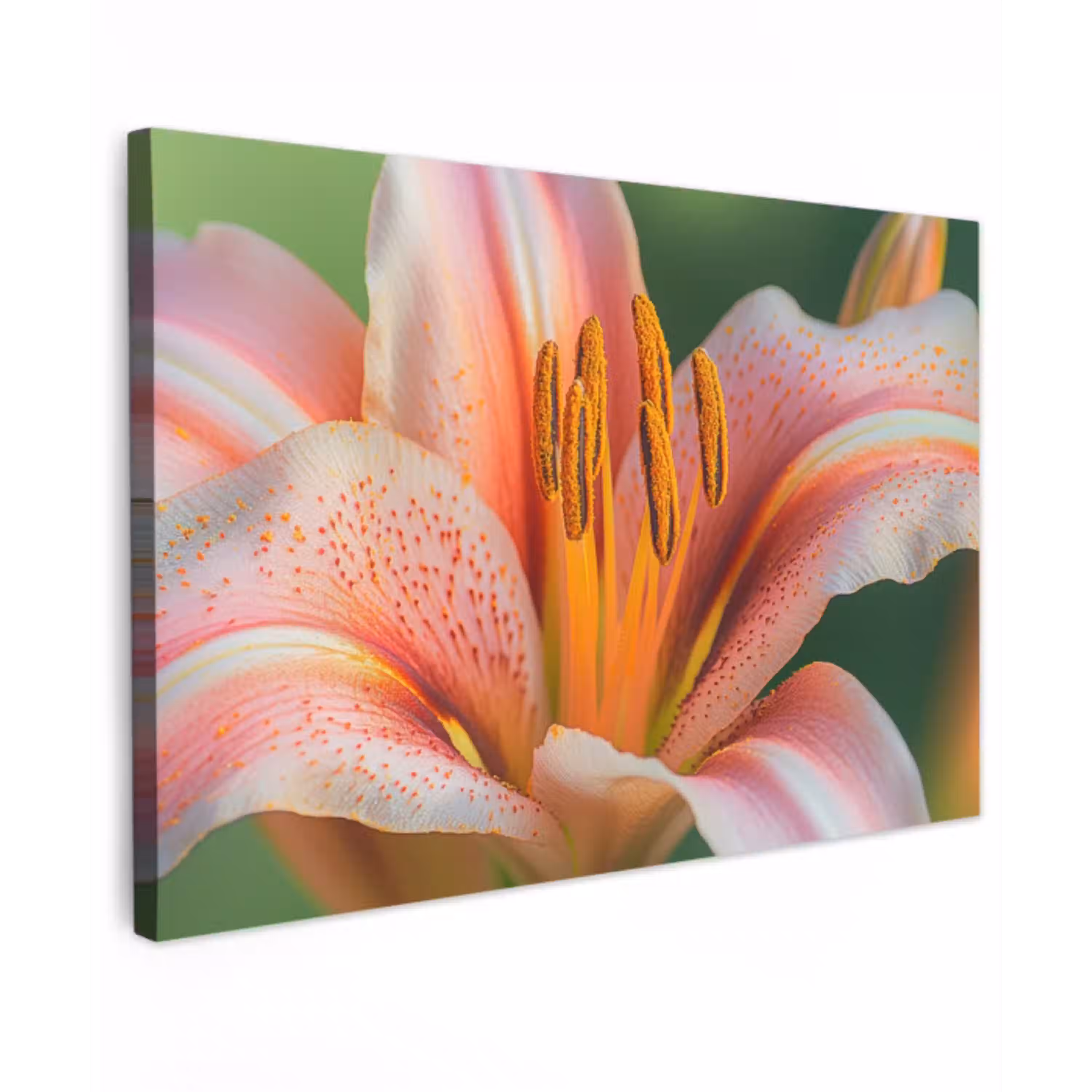 Lelie - Close up - Lichtroze Tuinposter op houten frame 2 cm dik klein -3d