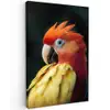 Close-up - Papegaai - Veren - Oranje Tuinposter op houten frame 2 cm dik klein -3d