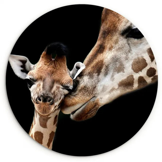 Giraffe - Dieren - Zwart - Portret - Dieren Wandcirkel kunststof plaat 5mm dik klein -3d