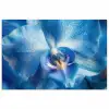 Blauw - Orchidee - Elegeant poster papier klein -3d