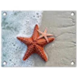 Zeester - Strand - Zee tuinposter los doek klein -3d