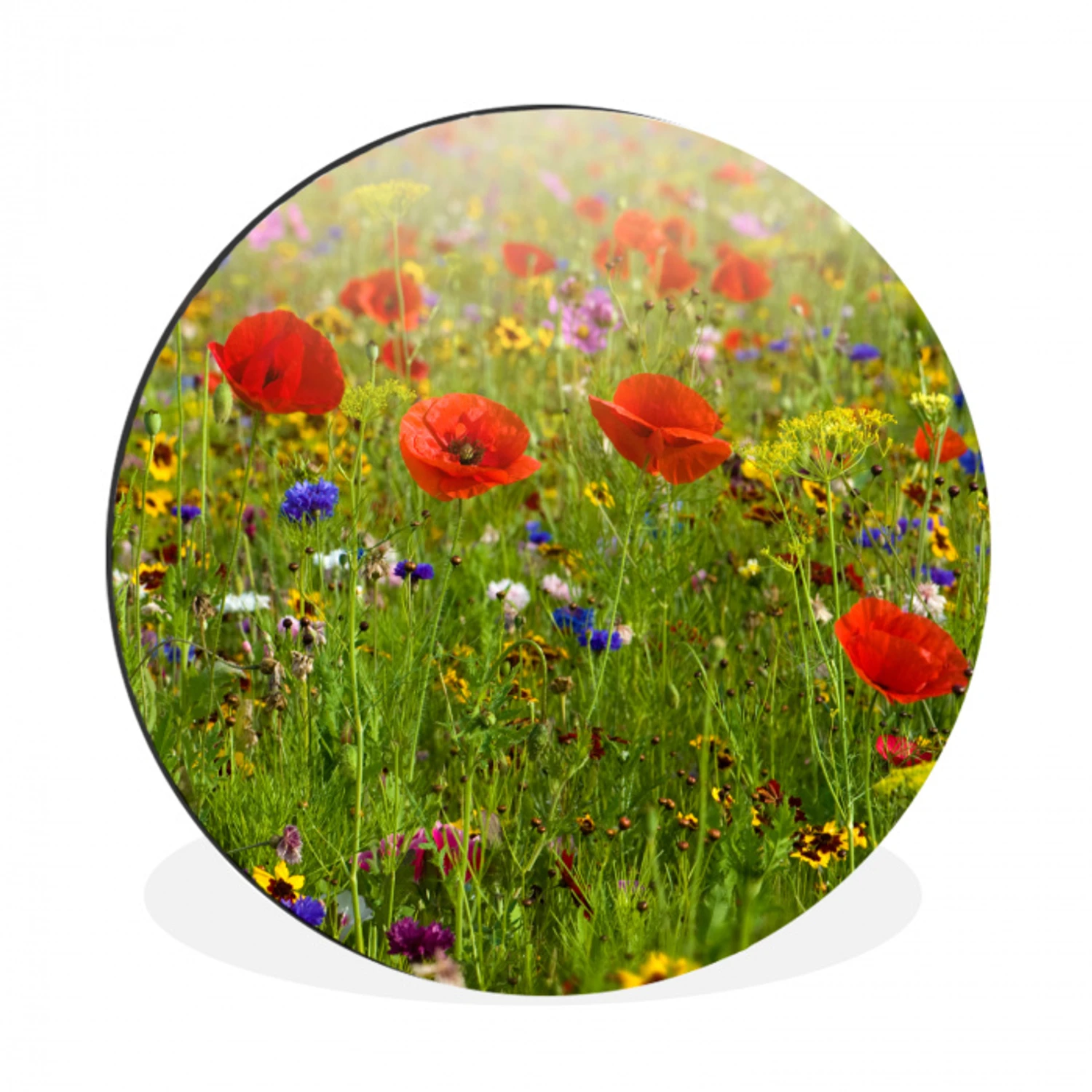 Lente - Bloemen - Rood - Klaproos - Gras - Groen Wandcirkel aluminium klein -3d